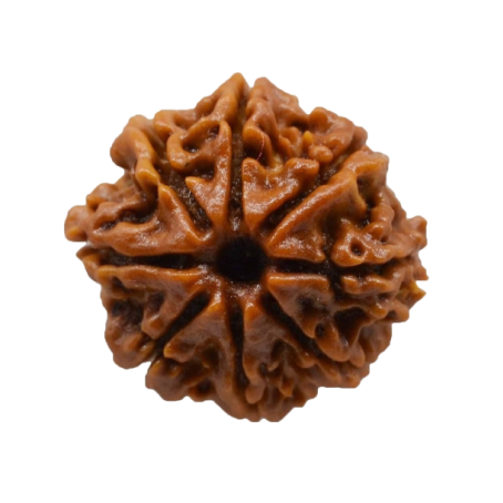 Natural Rudraksha