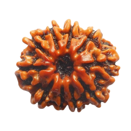 Natural Rudraksha