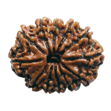 Natural Rudraksha