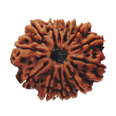 Natural Rudraksha