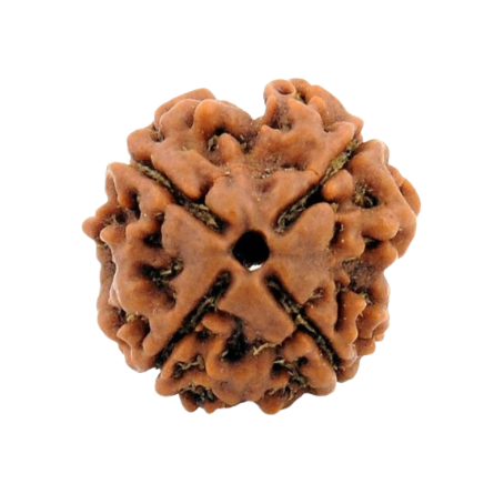 Natural Rudraksha