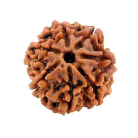Natural Rudraksha