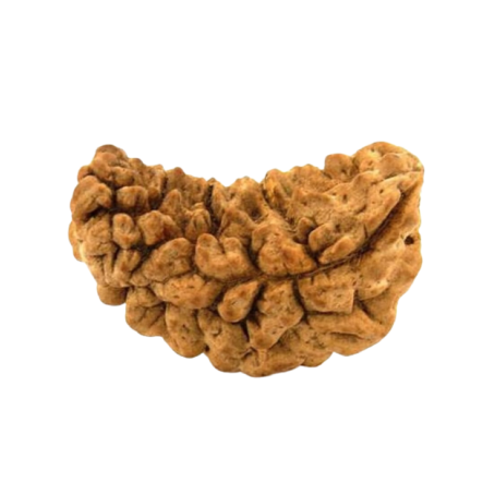 Natural Rudraksha