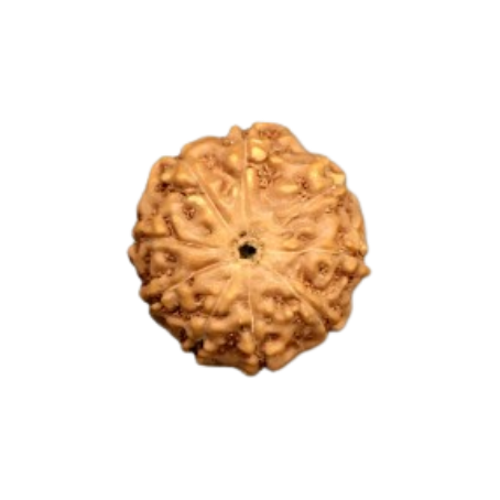 Natural Rudraksha
