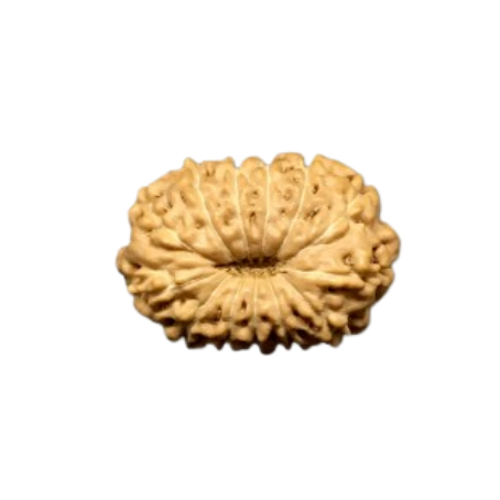 Natural Rudraksha