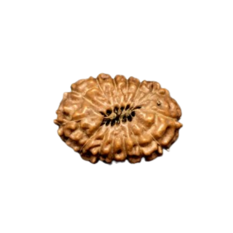 Natural Rudraksha