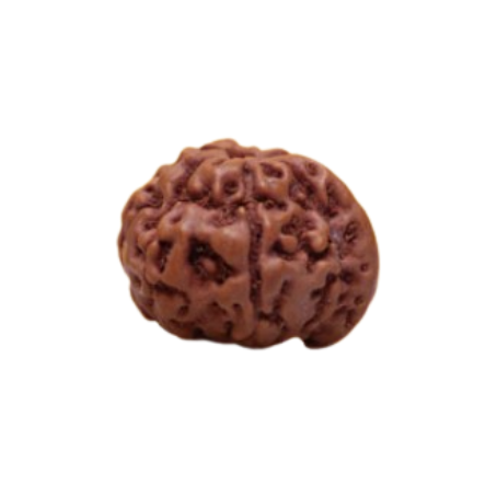 Natural Rudraksha