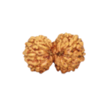 Natural Rudraksha