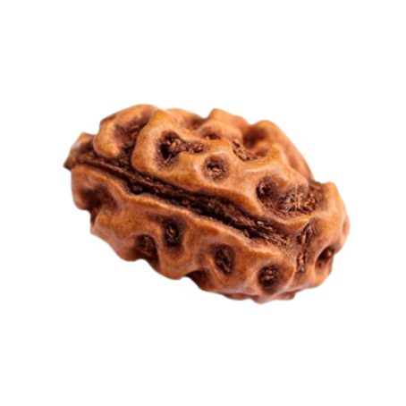 Natural Rudraksha