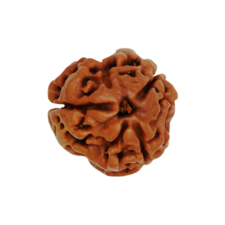 Natural Rudraksha
