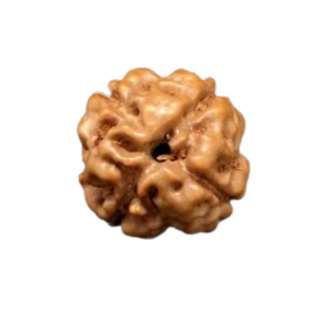 Natural Rudraksha