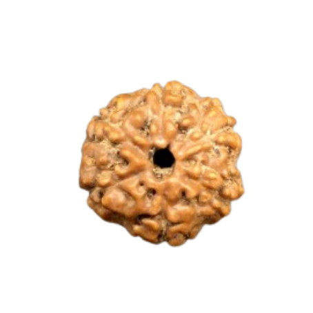 Natural Rudraksha