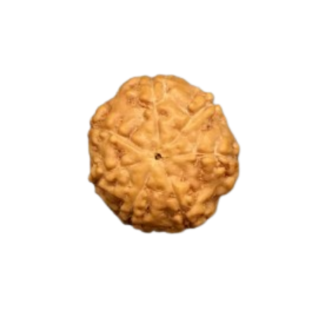 Natural Rudraksha