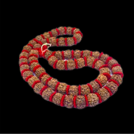 Natural Rudraksha